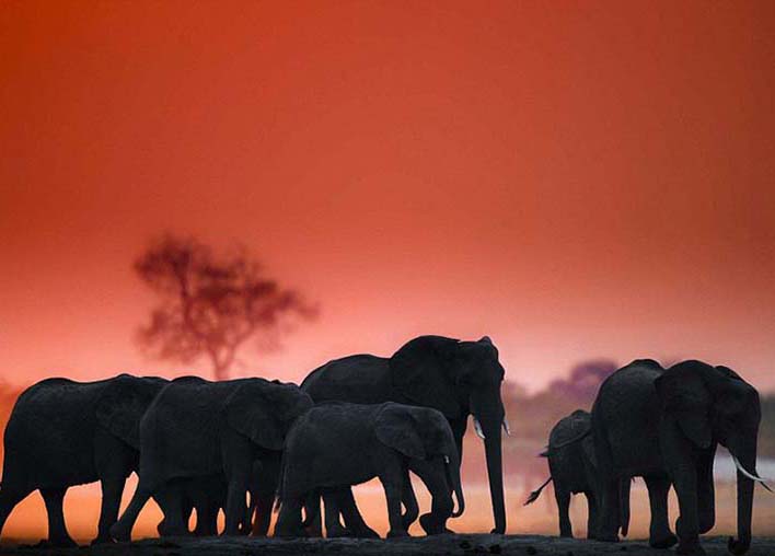 Fotógrafo sul-africano apresenta exposi??o sobre vida cotidiana de animais