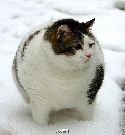 Escuta aqui, n?o sou gordo, apenas estava acumulando gordura para o inverno!