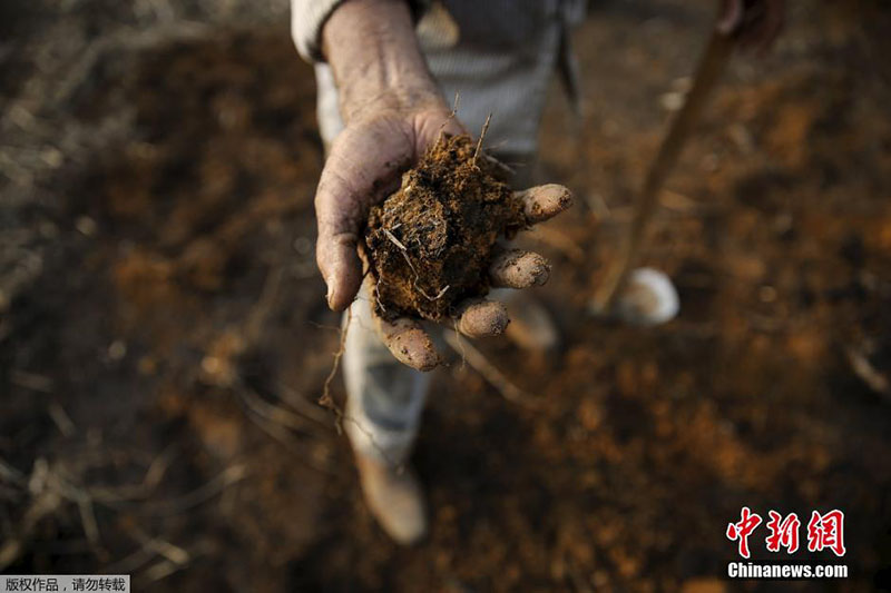Floresta da Amazónia: século de grandes mudan?as