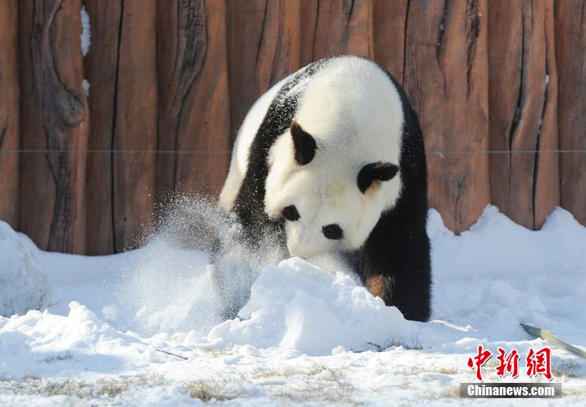 Dois pandas gigantes têm vida nova no norte da China