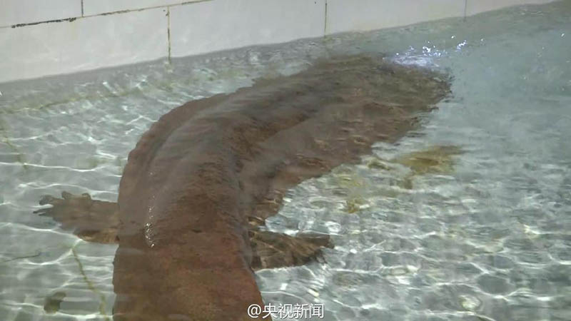 China descobre salamandra gigante de 200 anos