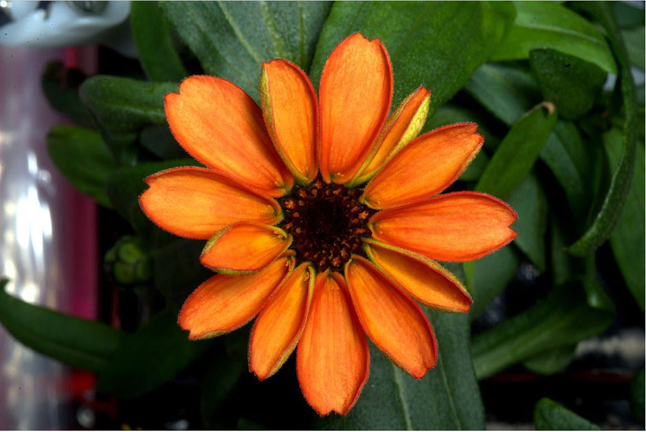 Astronautas testemunham o primeiro brotar de uma flor no espa?o