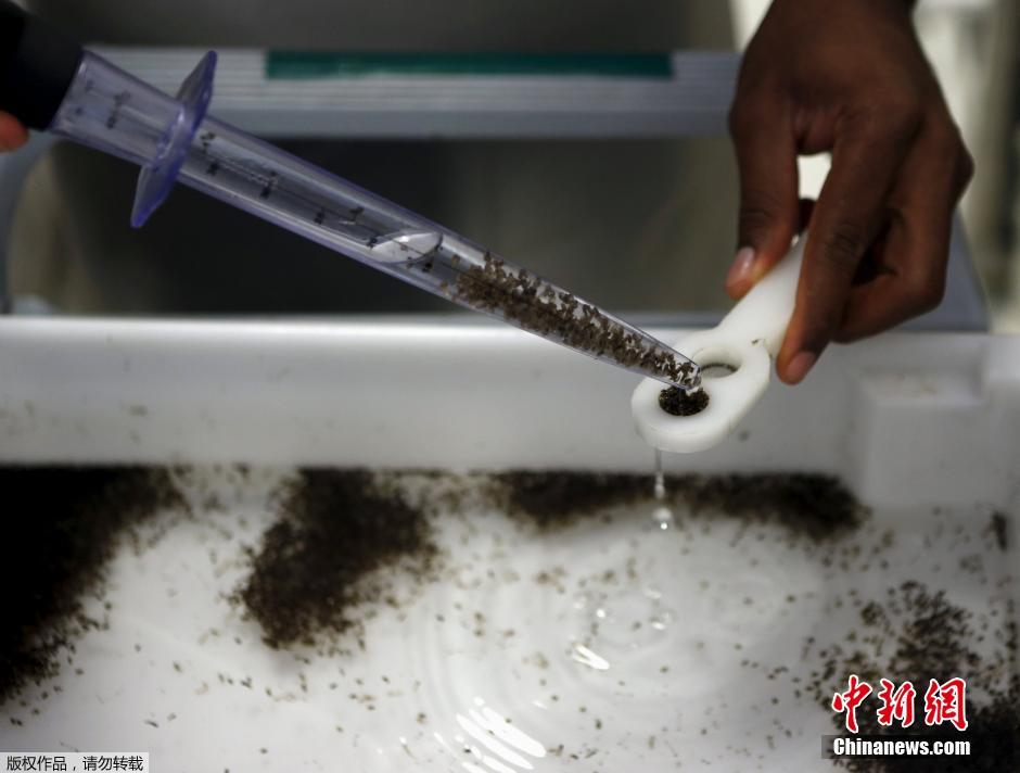 Vírus Zika espalha medo entre as mulheres brasileiras