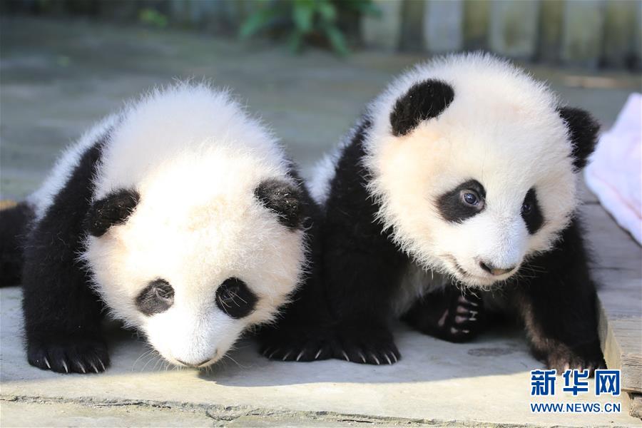 Filhotes gêmeas de panda gigante s?o batizadas de 
