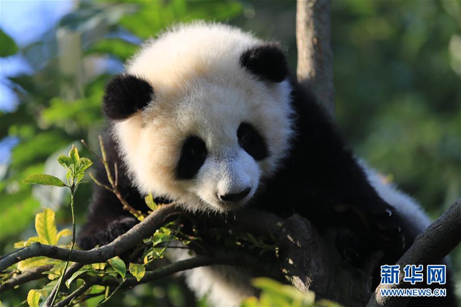 Filhotes gêmeas de panda gigante s?o batizadas de 