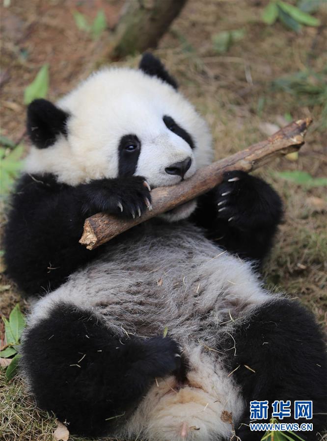 Filhotes gêmeas de panda gigante s?o batizadas de 