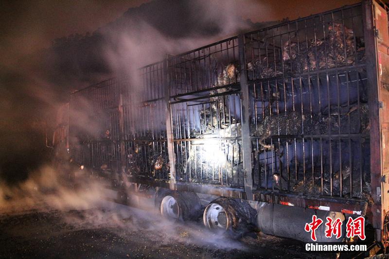 Incêndio num caminh?o provoca a morte de 300 ovelhas