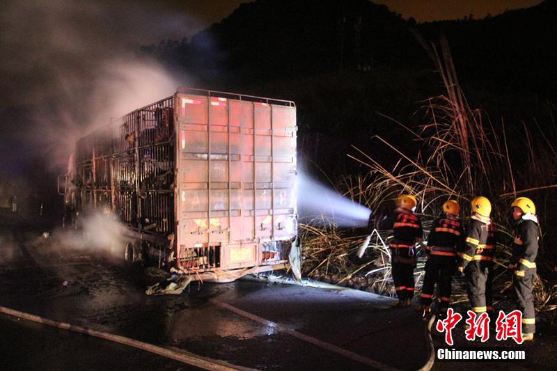 Incêndio num caminh?o provoca a morte de 300 ovelhas