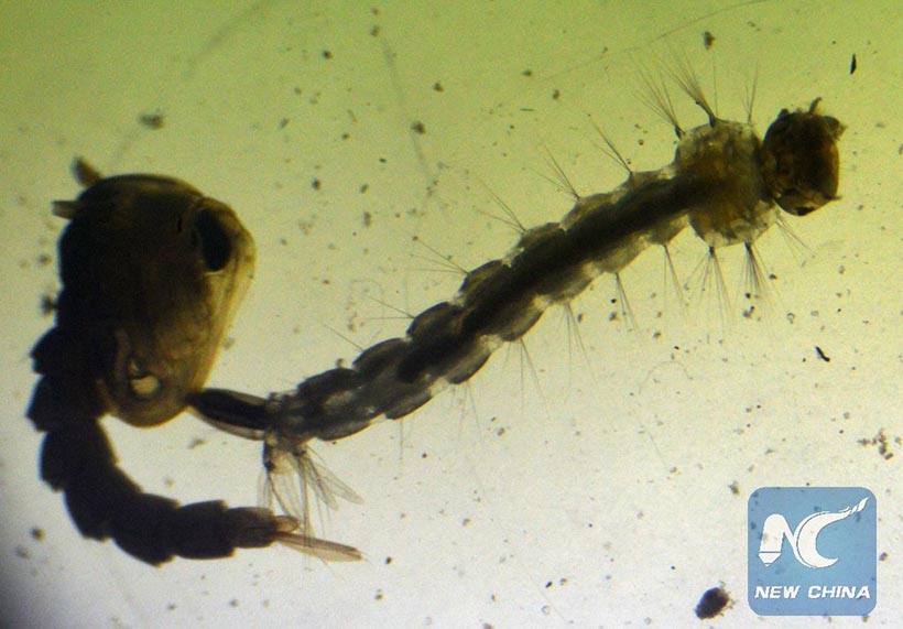 OMS lan?a resposta global para enfrentar surto do vírus Zika