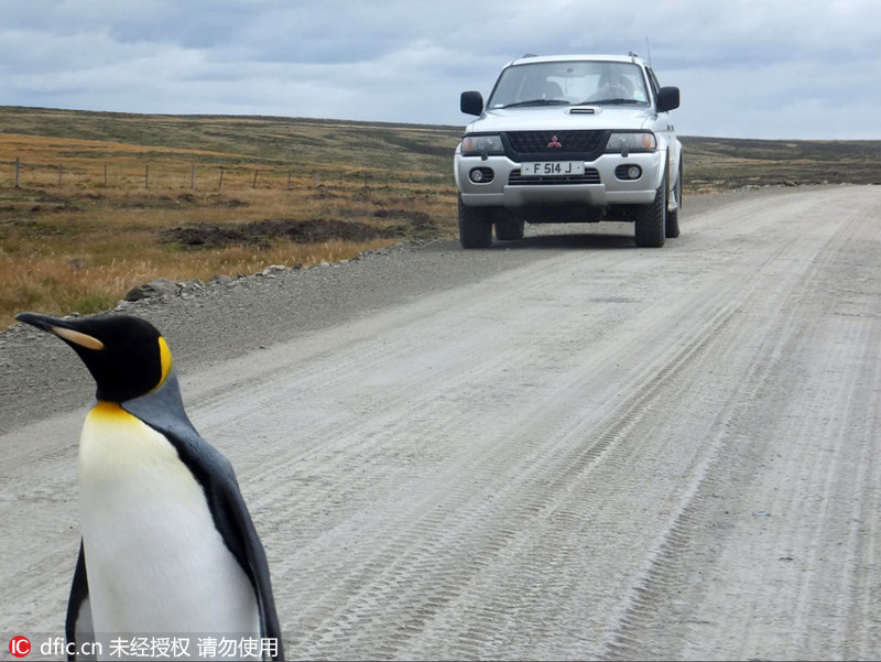 Pinguim-imperador desnorteado alvo da camara de fotógrafo