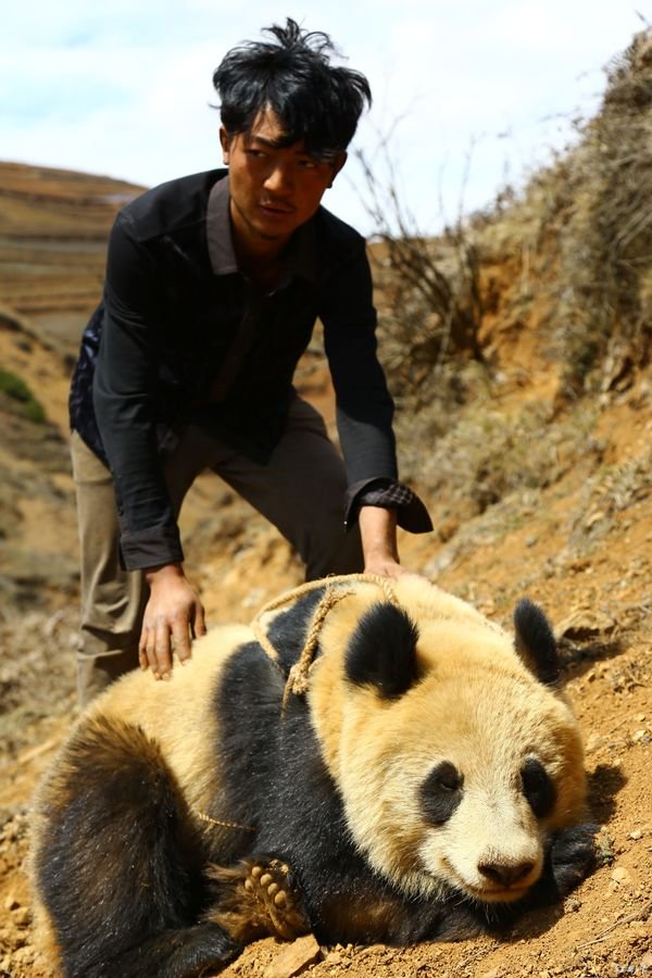 Localizado panda gigante selvagem no sudoeste da China