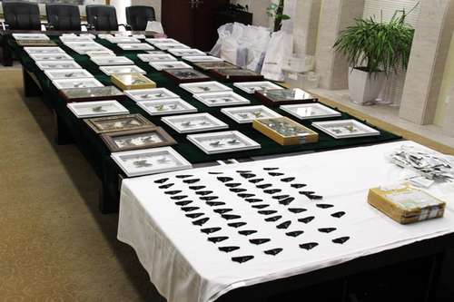 Alfandega chinesa captura espécimes de borboletas contrabandeados