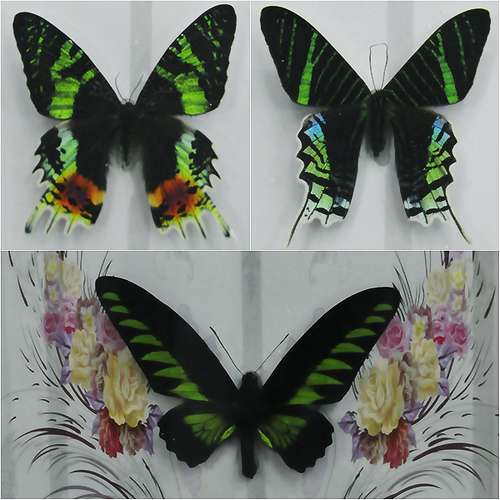 Alfandega chinesa captura espécimes de borboletas contrabandeados