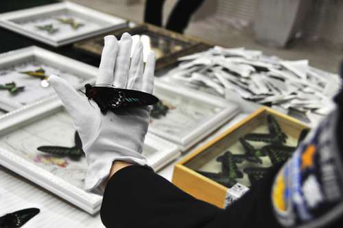 Alfandega chinesa captura espécimes de borboletas contrabandeados