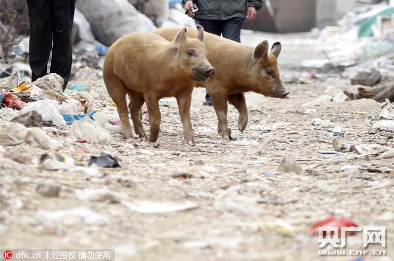 Idoso faz cria??o de 14 porcos na área urbana de Zhengzhou