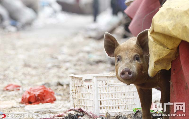 Idoso faz cria??o de 14 porcos na área urbana de Zhengzhou