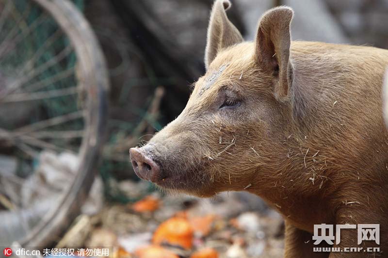 Idoso faz cria??o de 14 porcos na área urbana de Zhengzhou