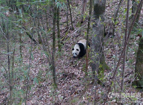 Imagens raras de pandas selvagens se acasalando s?o divulgadas