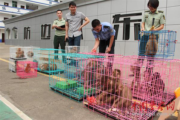 Polícia chinesa encontra 37 macacos em casa de viciado em drogas
