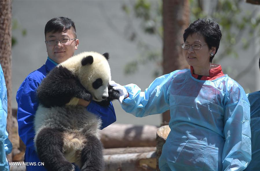 Novo parque de pandas gigantes entra em funcionamento