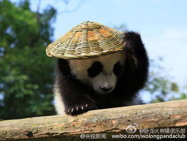 Filhote de panda parece ter saído do filme“Kung Fu Panda”
