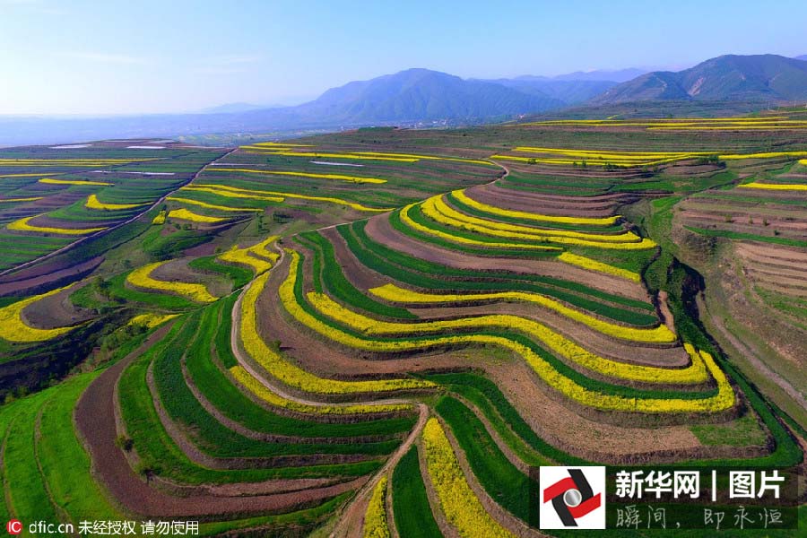 Inicia a esta??o das flores de canola no noroeste da China