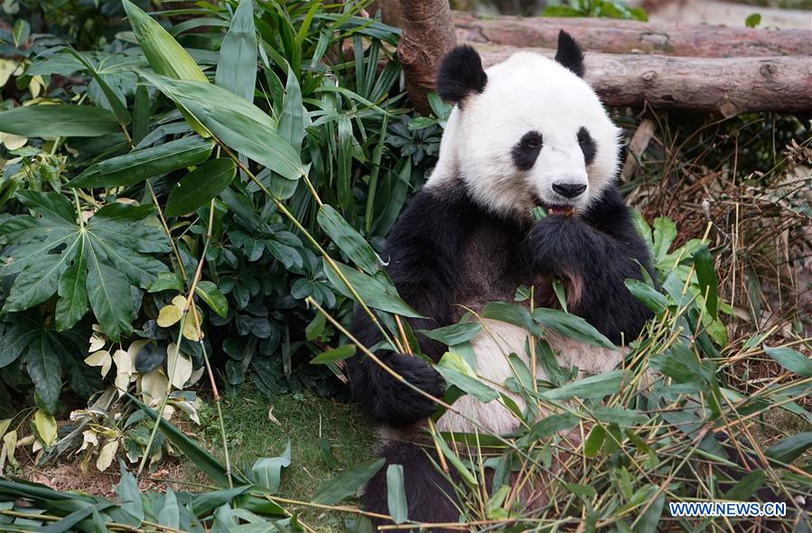 Exposi??o de arte alusiva ao panda será inaugurada em HK