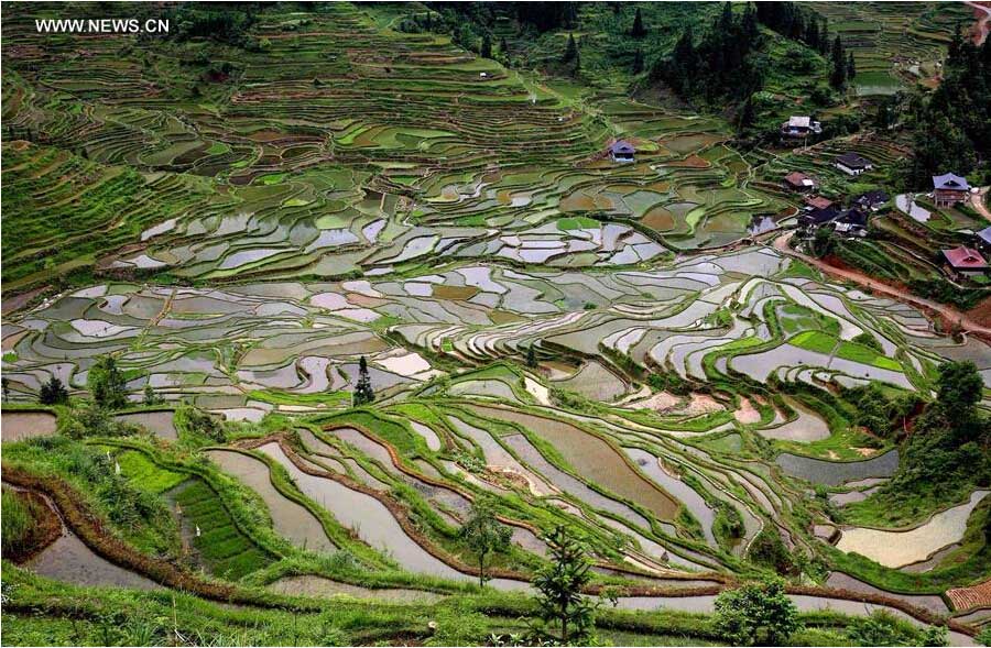 Terra?os de arroz no sudoeste da China
