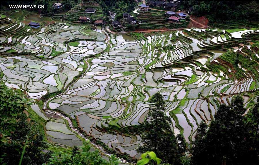 Terra?os de arroz no sudoeste da China
