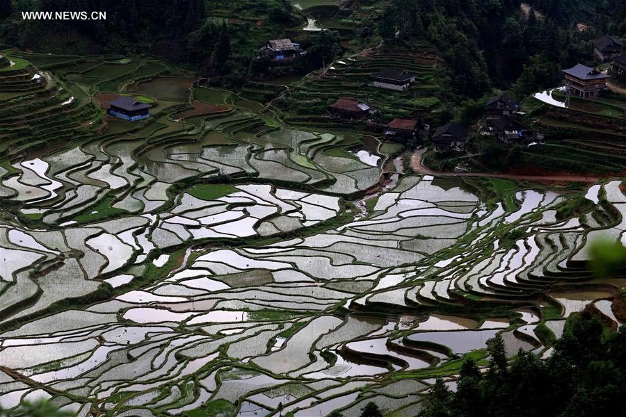 Terra?os de arroz no sudoeste da China