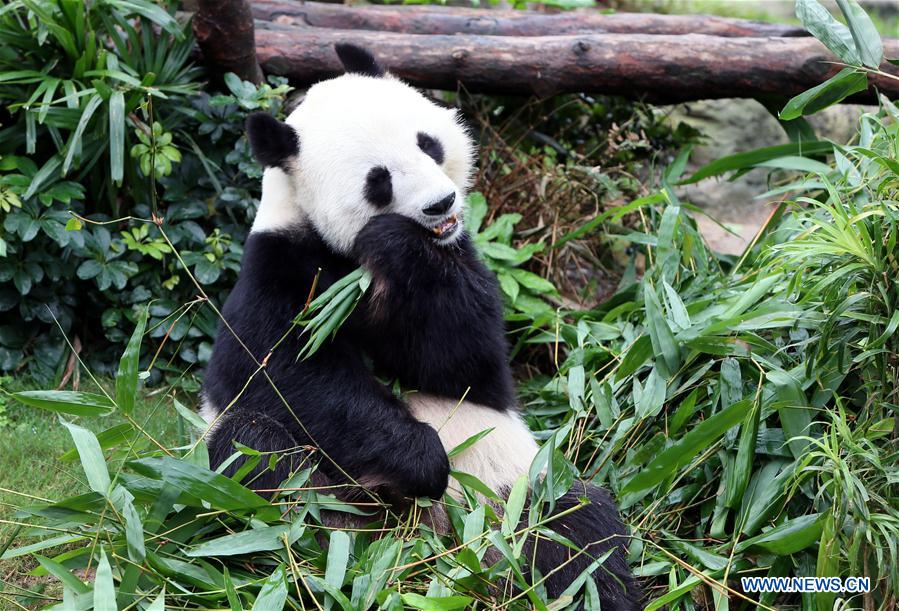Ying Ying e Le Le: As estrelas do Parque Oceano de Hong Kong