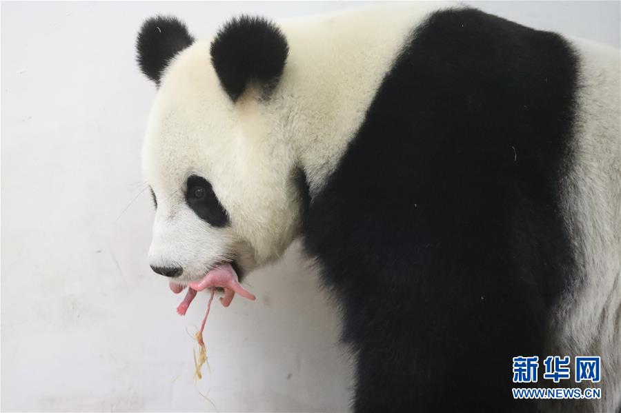 Panda gigante dá à luz filhote na Bélgica