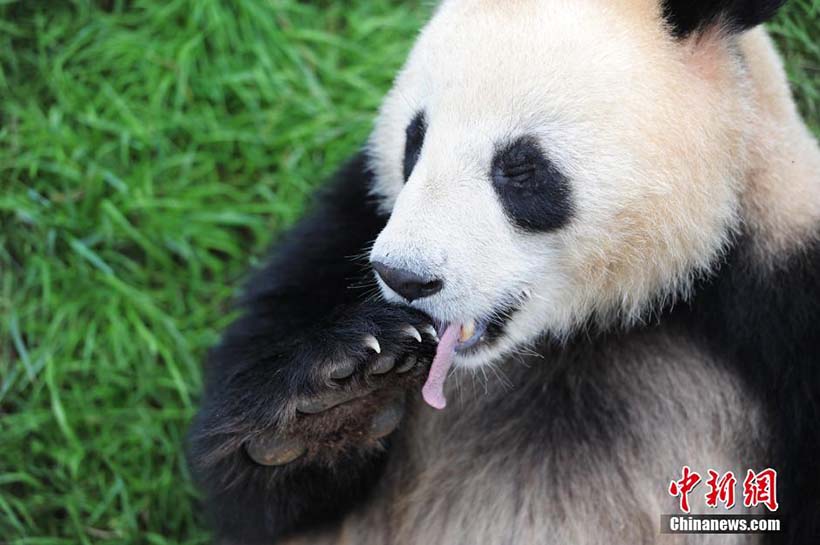 Pandas gigantes desfrutam de tratamento especial no Festival do Barco-Drag?o