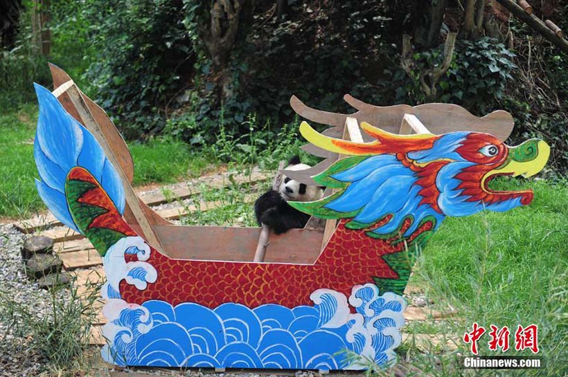 Pandas gigantes desfrutam de tratamento especial no Festival do Barco-Drag?o