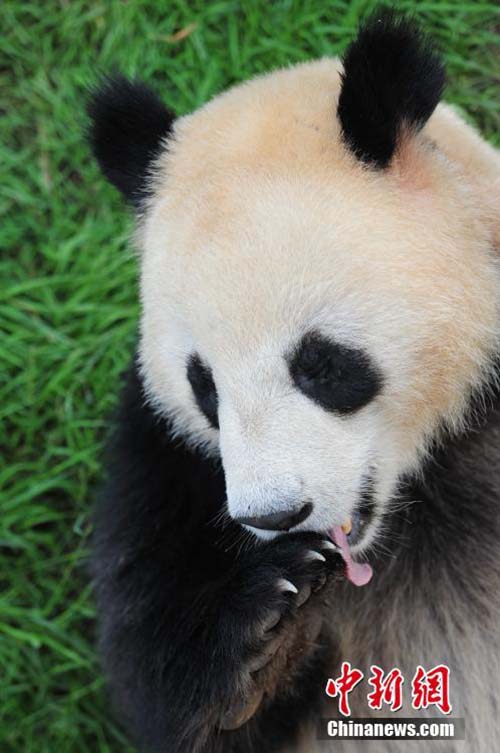 Pandas gigantes desfrutam de tratamento especial no Festival do Barco-Drag?o