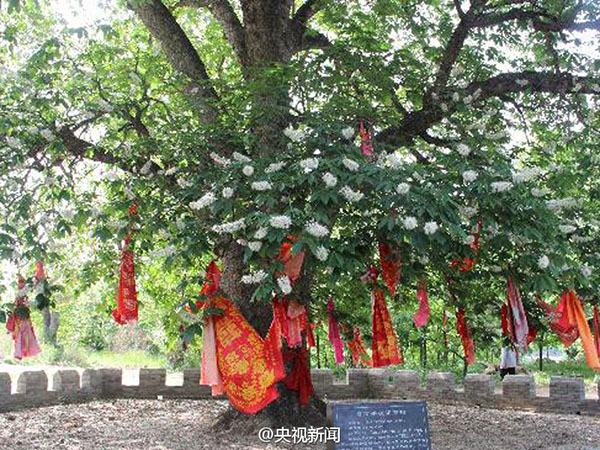 árvore plantada por histórico monge chinês é transplantada para antiga capital