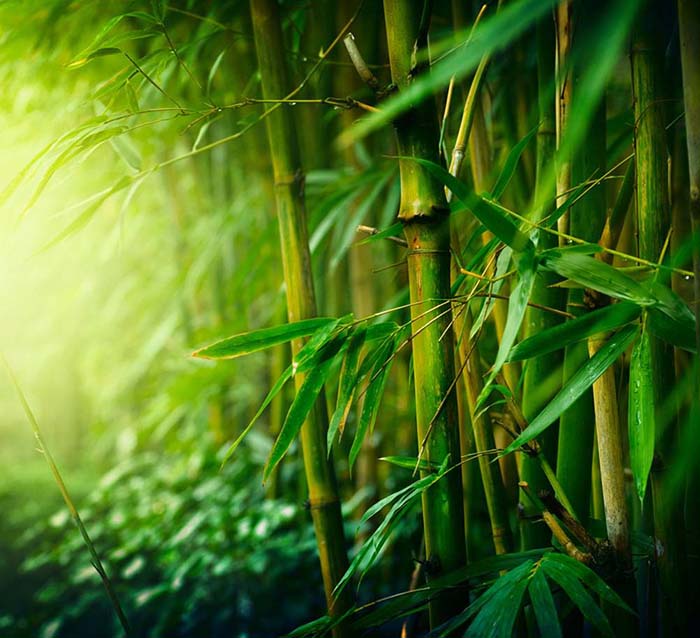 Grande Muralha e bambu s?o escolhidos como símbolos culturais mais emblemáticos da China