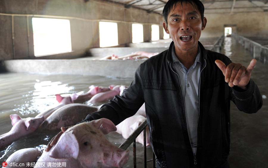 Inunda??es: 6000 porcos correm risco de afogamento no leste da China