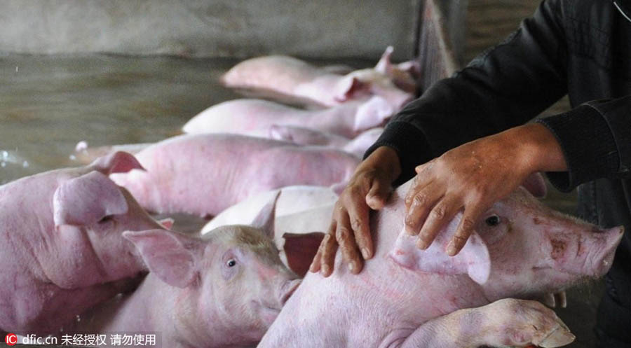 Inunda??es: 6000 porcos correm risco de afogamento no leste da China