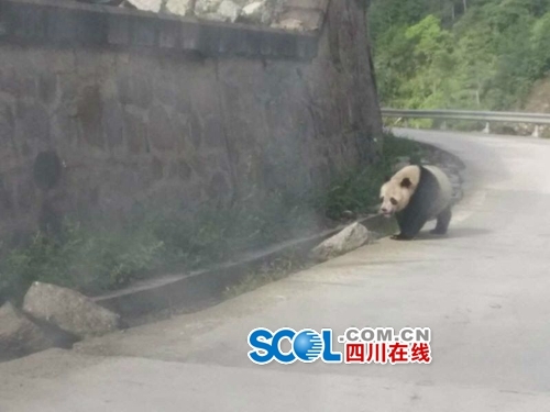 Dois pandas selvagens s?o vistos em rodovia no sudoeste da China