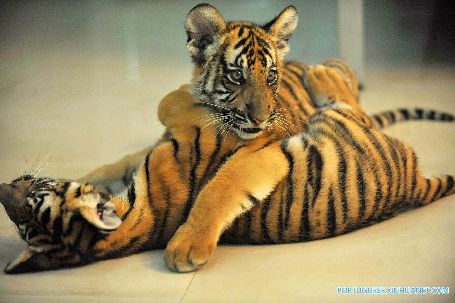 Nascem gêmeos de tigre em perigo de extin??o em zoológico da China