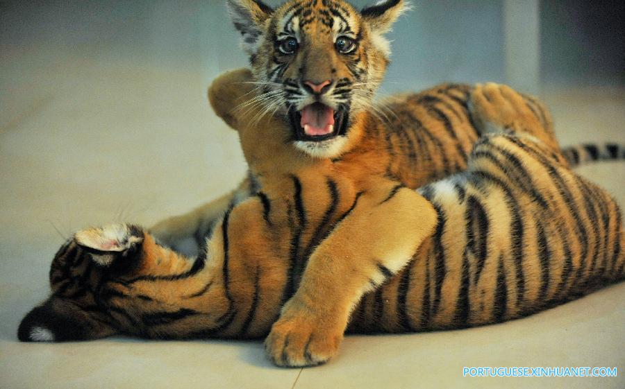 Nascem gêmeos de tigre em perigo de extin??o em zoológico da China