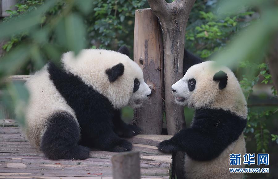 China continua luta pela prote??o do panda gigante 