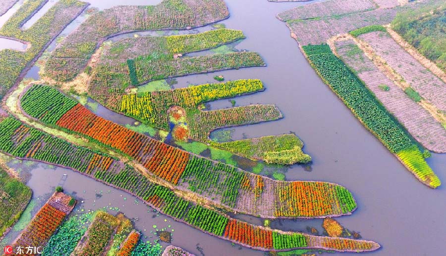 Paisagens de malmequeres coloridos no leste da China