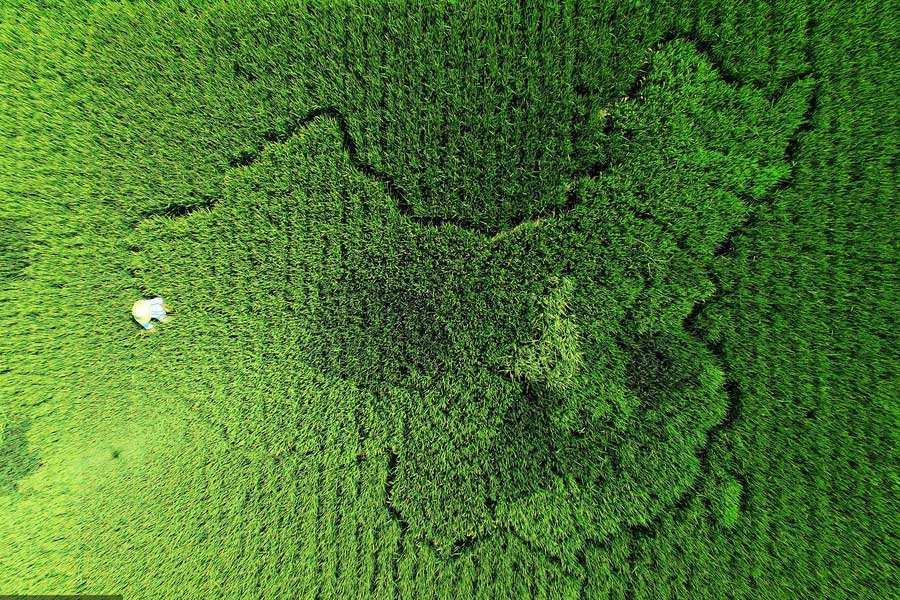 Agricultor cria mapa da China através da planta??o de arroz colorido em Shanghai
