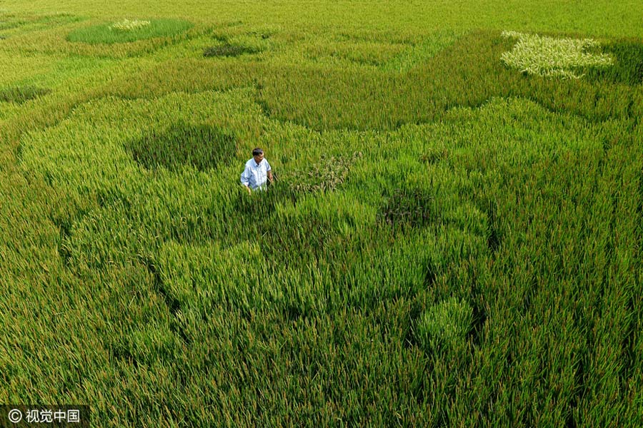 Agricultor cria mapa da China através da planta??o de arroz colorido em Shanghai