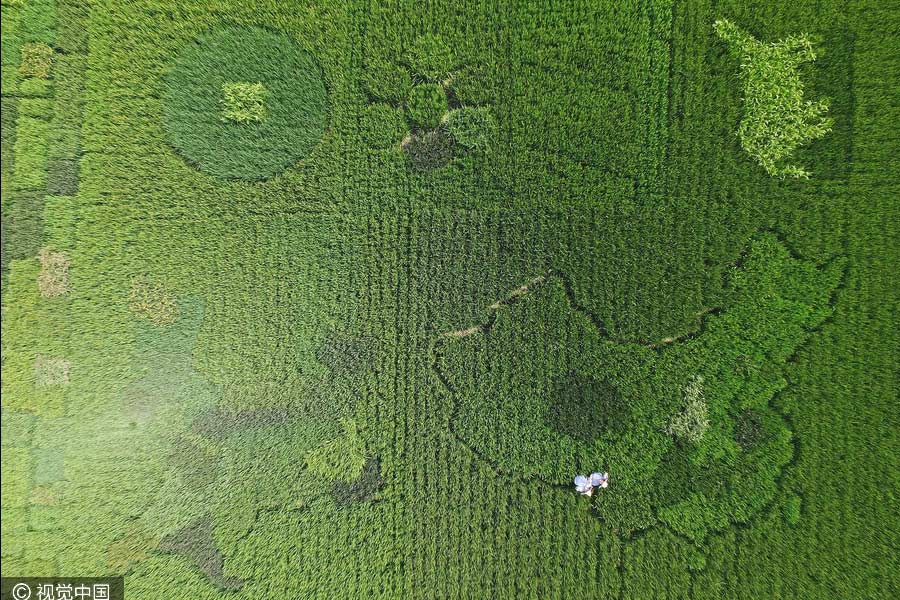 Agricultor cria mapa da China através da planta??o de arroz colorido em Shanghai