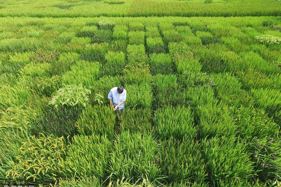 Agricultor cria mapa da China através da planta??o de arroz colorido em Shanghai