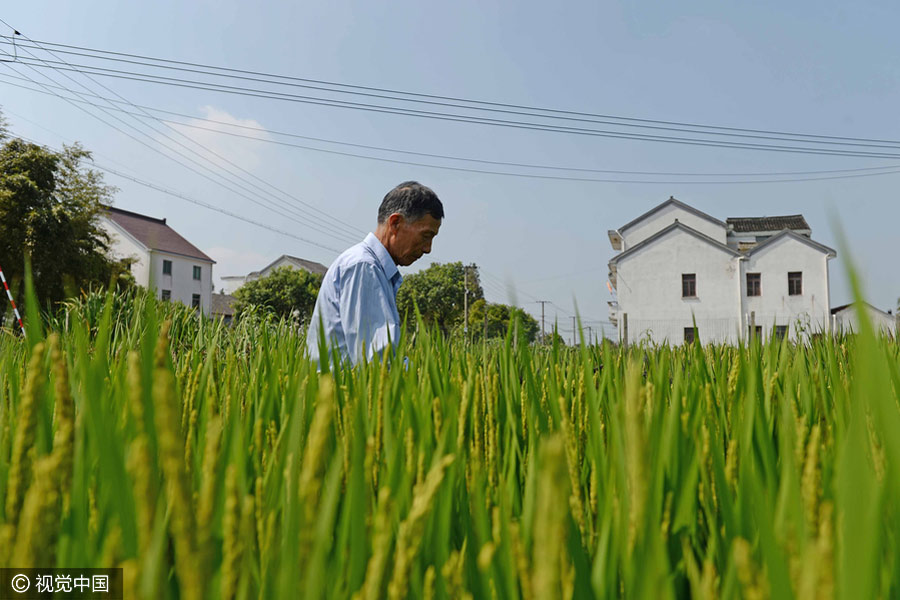 Agricultor cria mapa da China através da planta??o de arroz colorido em Shanghai