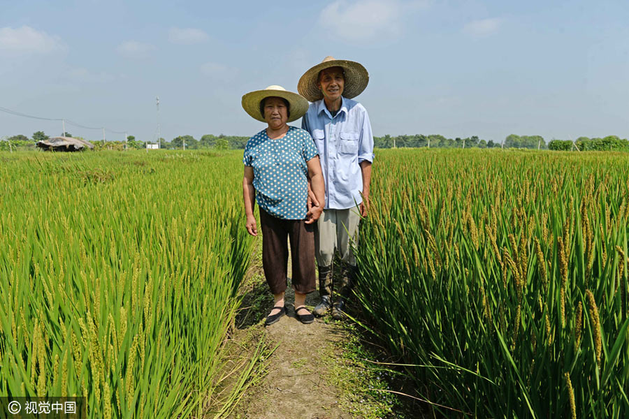 Agricultor cria mapa da China através da planta??o de arroz colorido em Shanghai